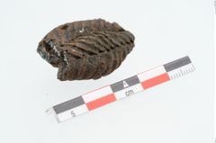 Foto von Glasmandelperle (NHMW-PRAE-025697)